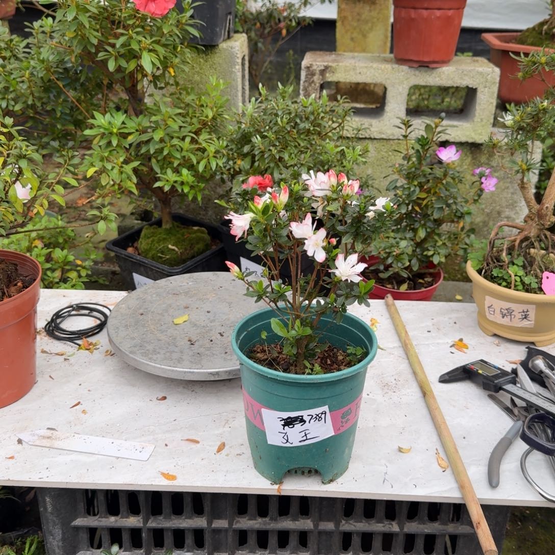 青***哥完全开放女王杜鹃花