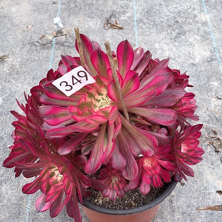 349红铜白，冠幅20