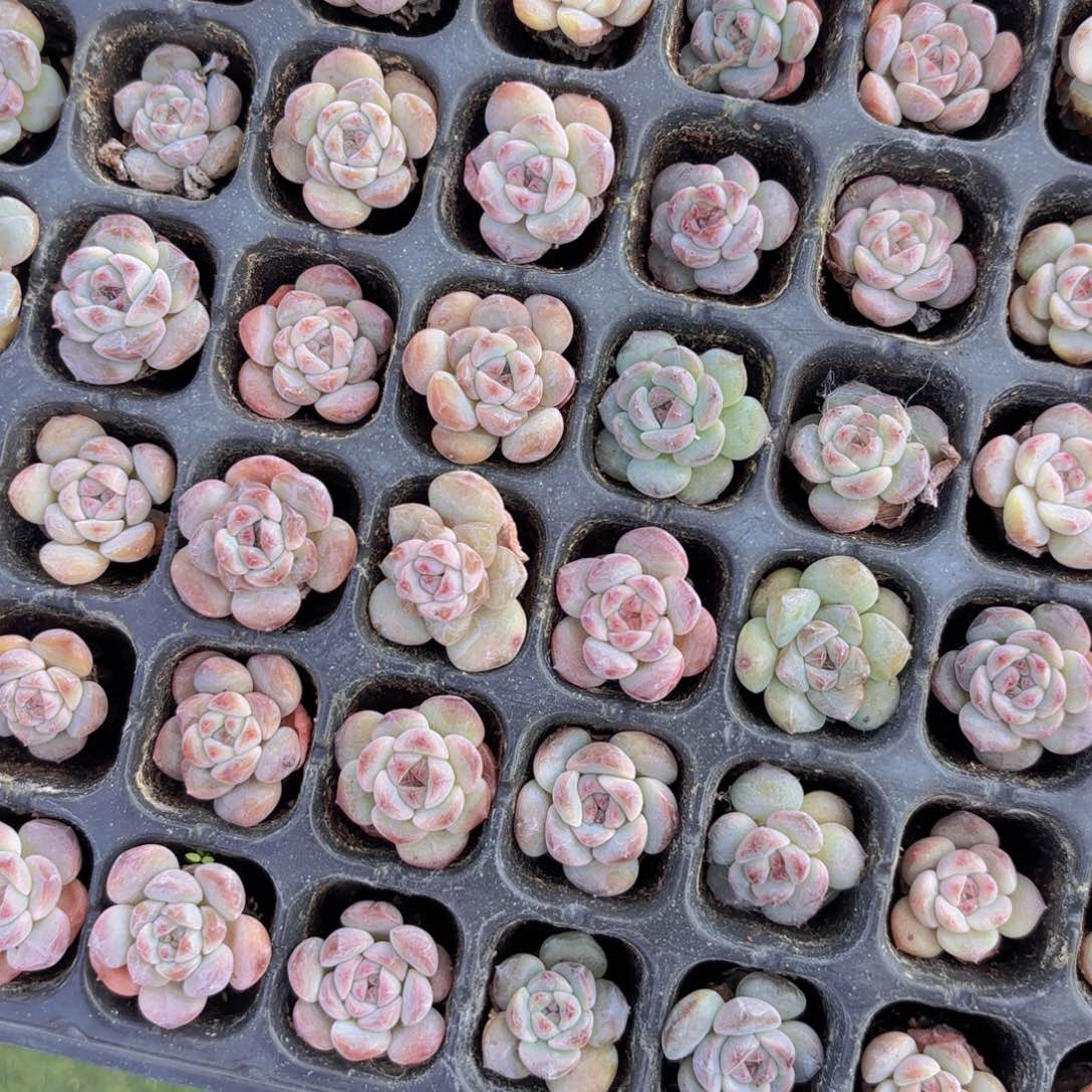 红恋一颗量拍111111