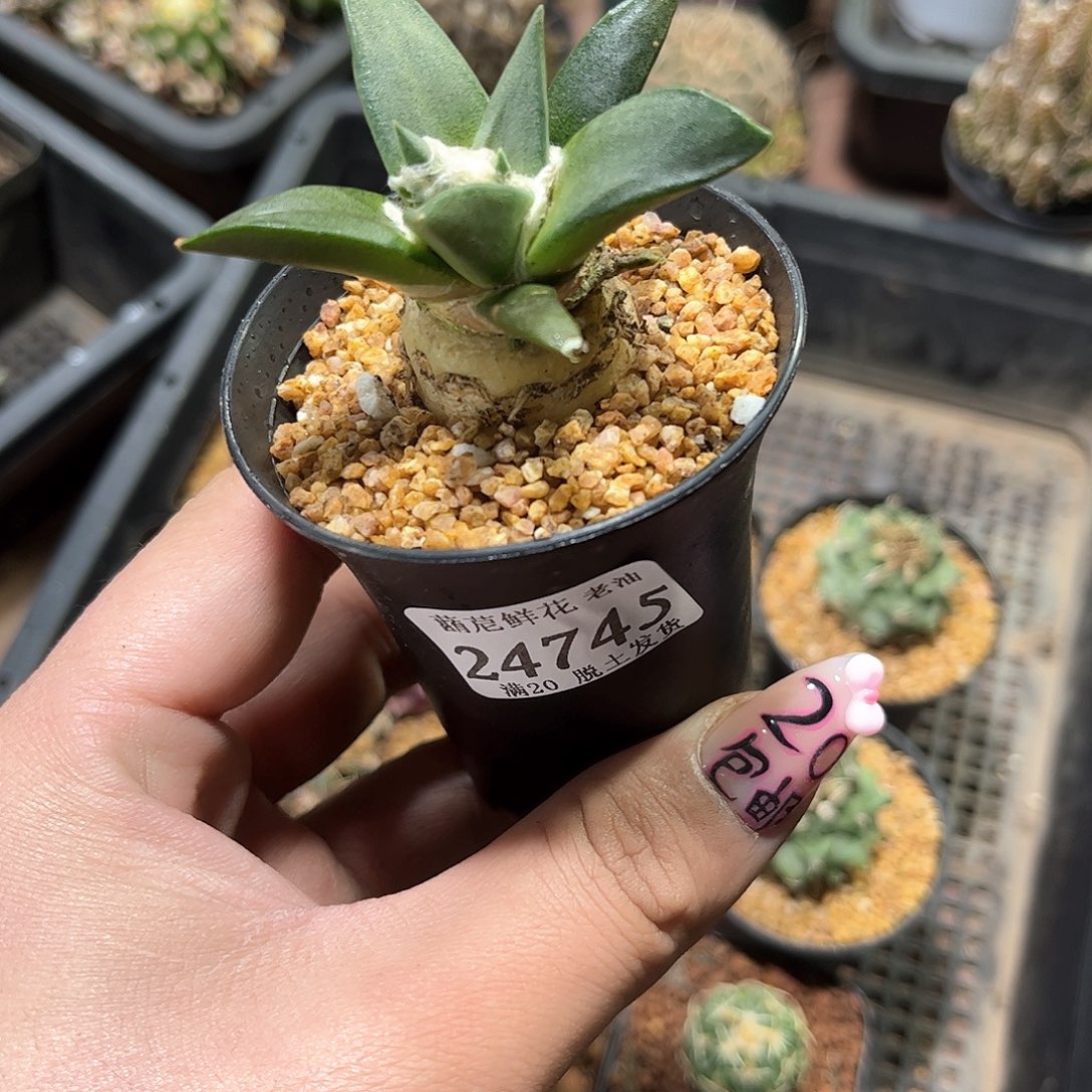 24745一物一拍岩牡丹