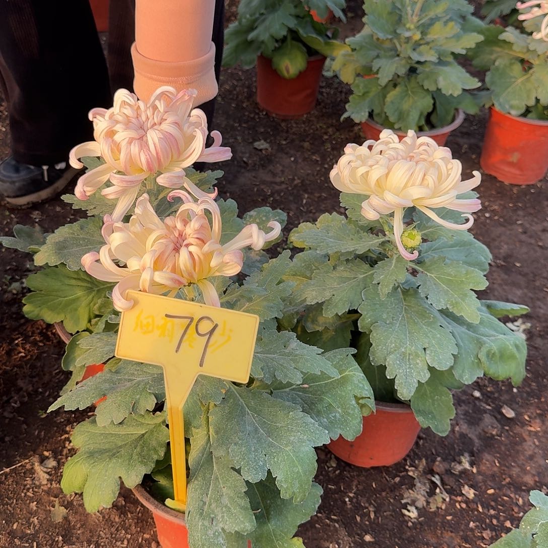 大部分花苞少量开放79圣者