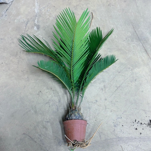 铁树苏铁室内绿植四季常青懒人绿植原盆原土