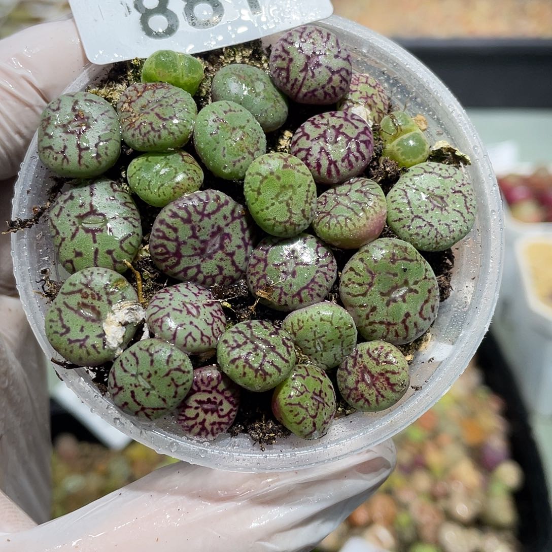 881当天凑满十八元包邮生石花