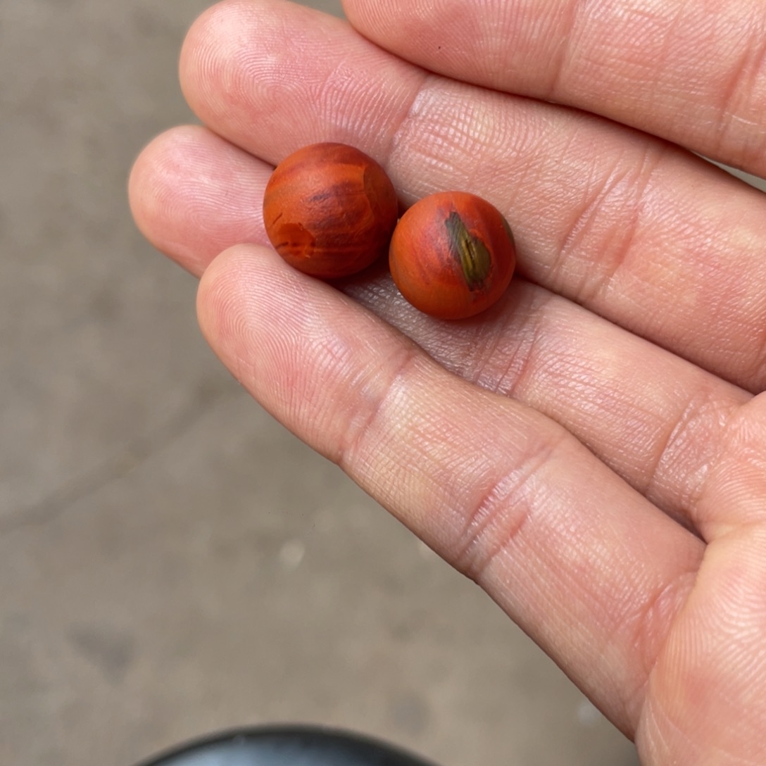 未镶嵌配饰南红玛瑙