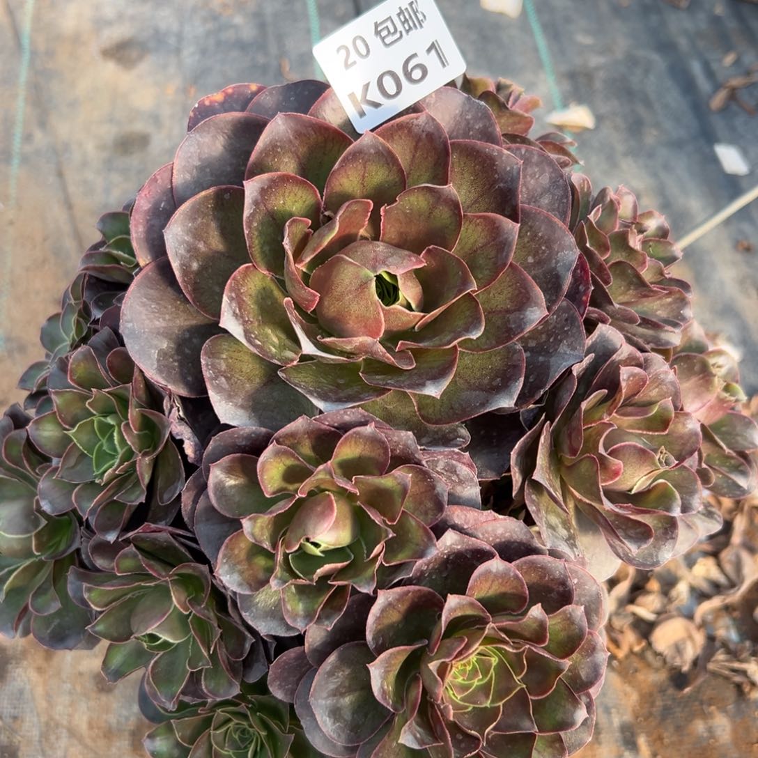 061魅金，满20包邮