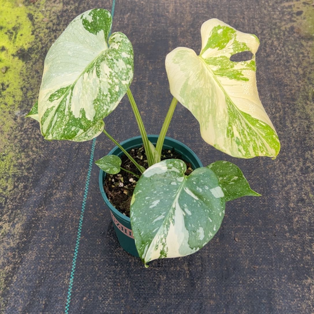 刘***妹完全开放9658洒金龟背竹