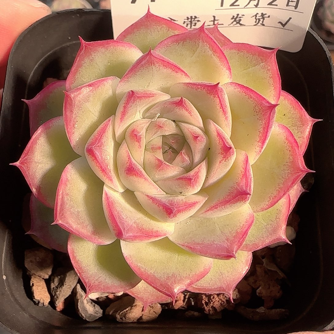 多肉1202-97女王玫瑰