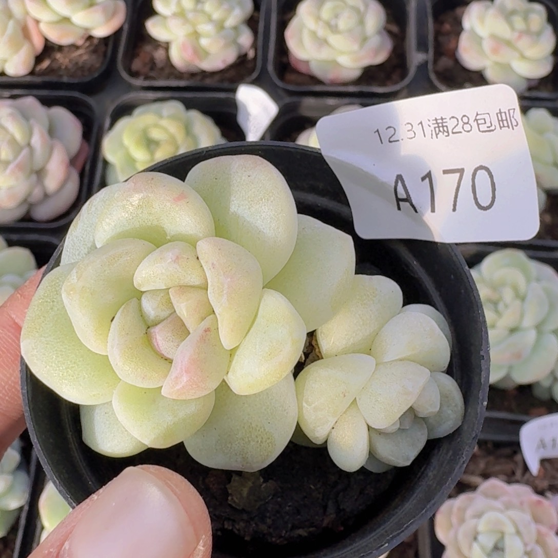 恰***动石化冰玉双头一颗白透