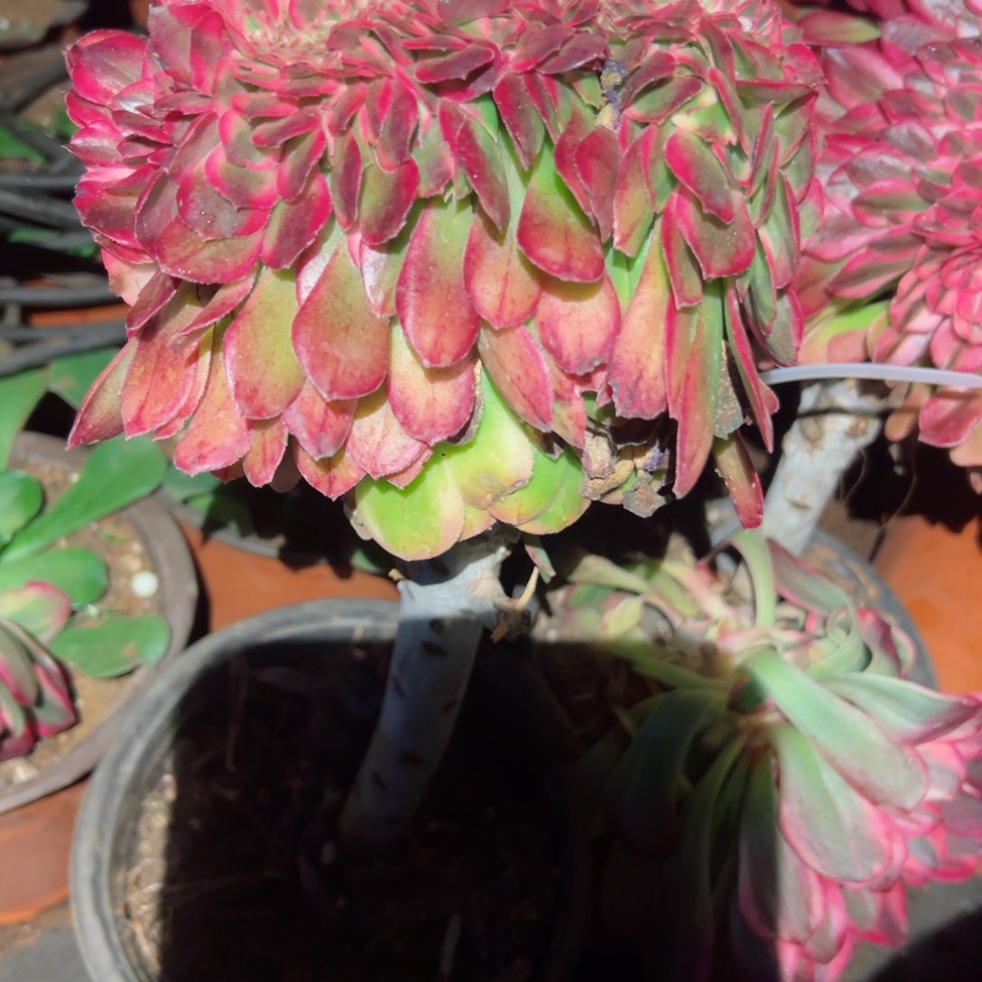 2128 号多肉植物法师新年福利