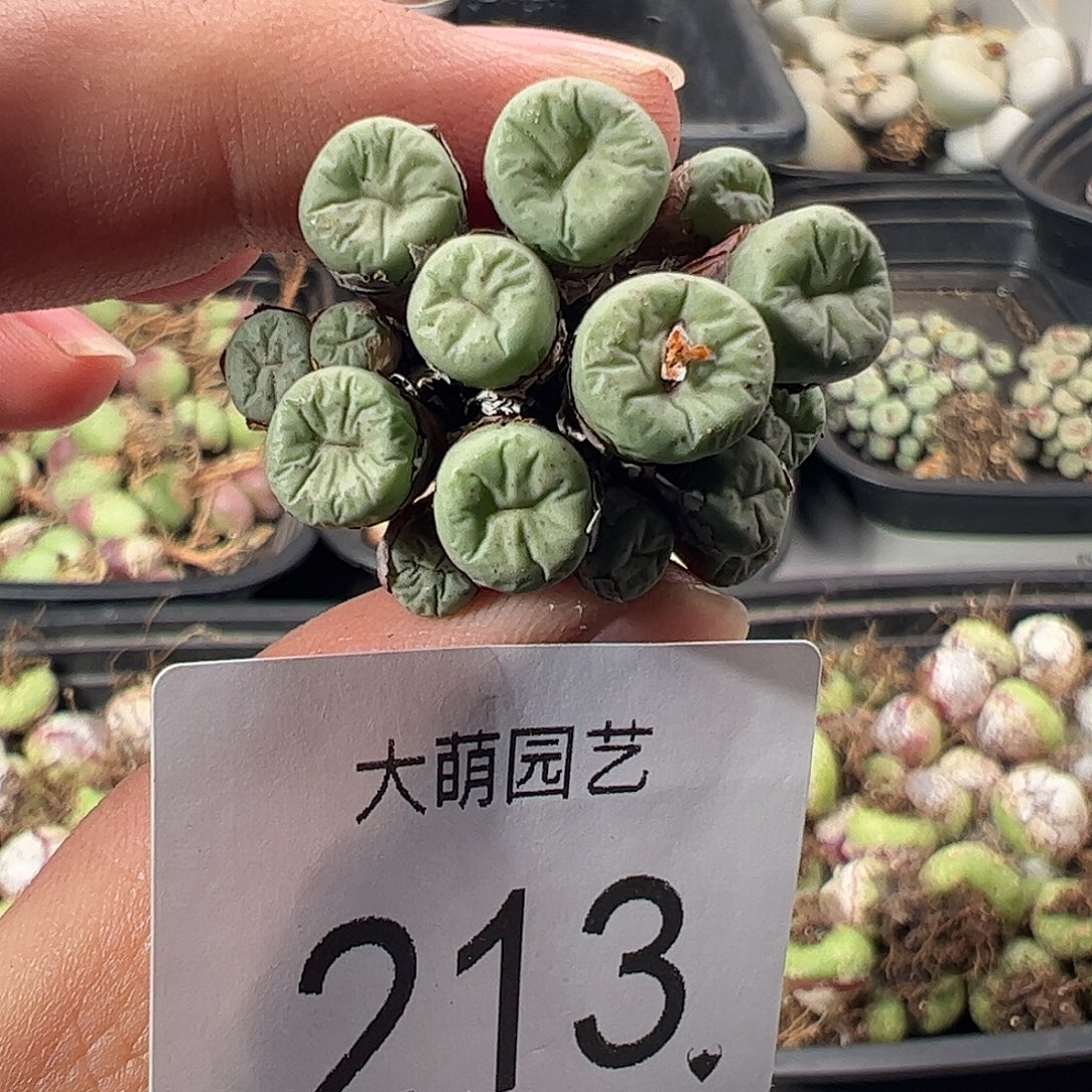 一物一拍。        213