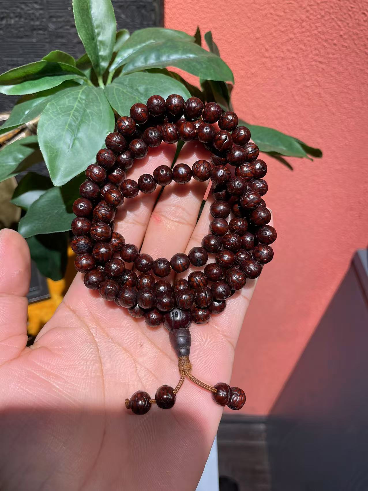 藏区回流 凤眼菩提