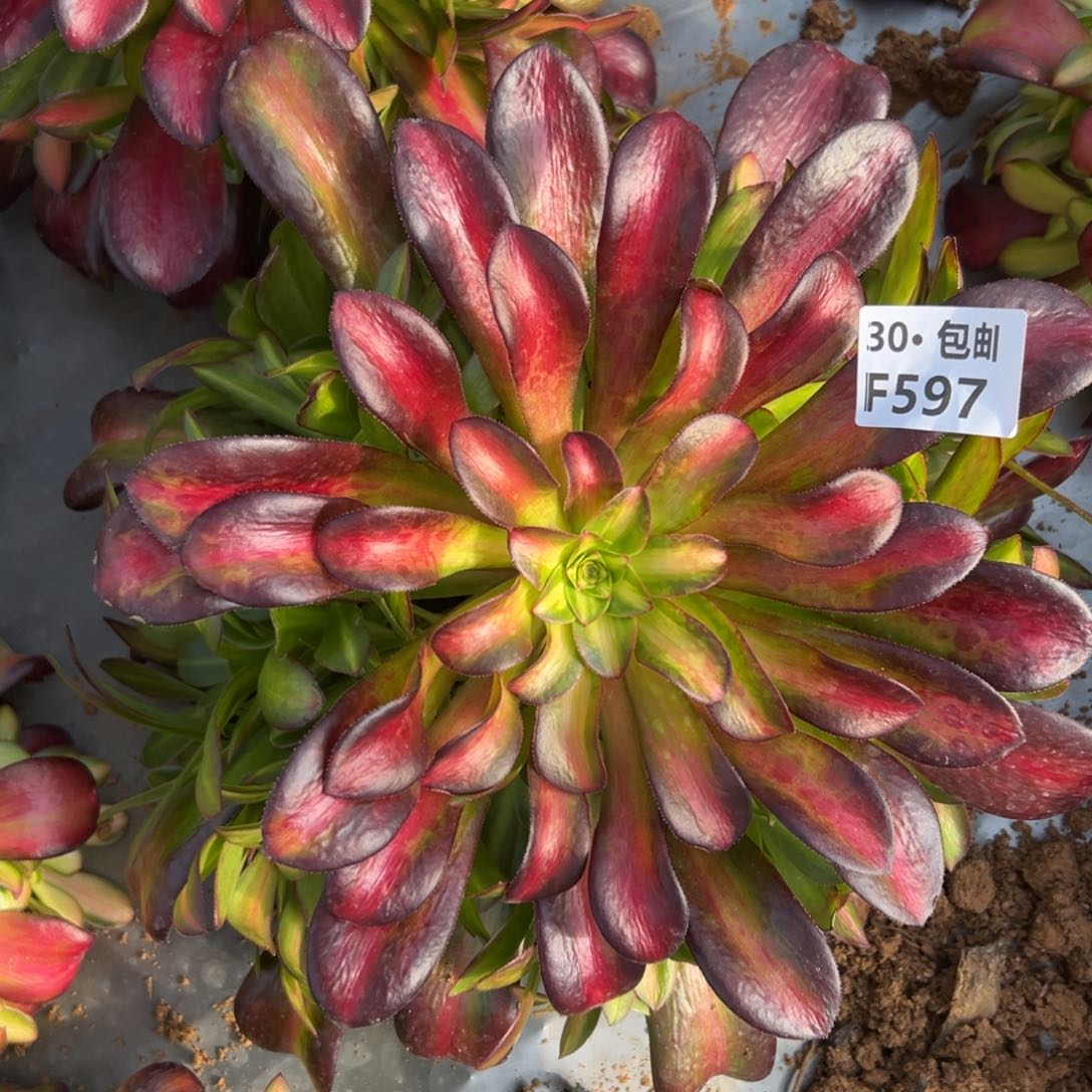 597夕阳多肉法师