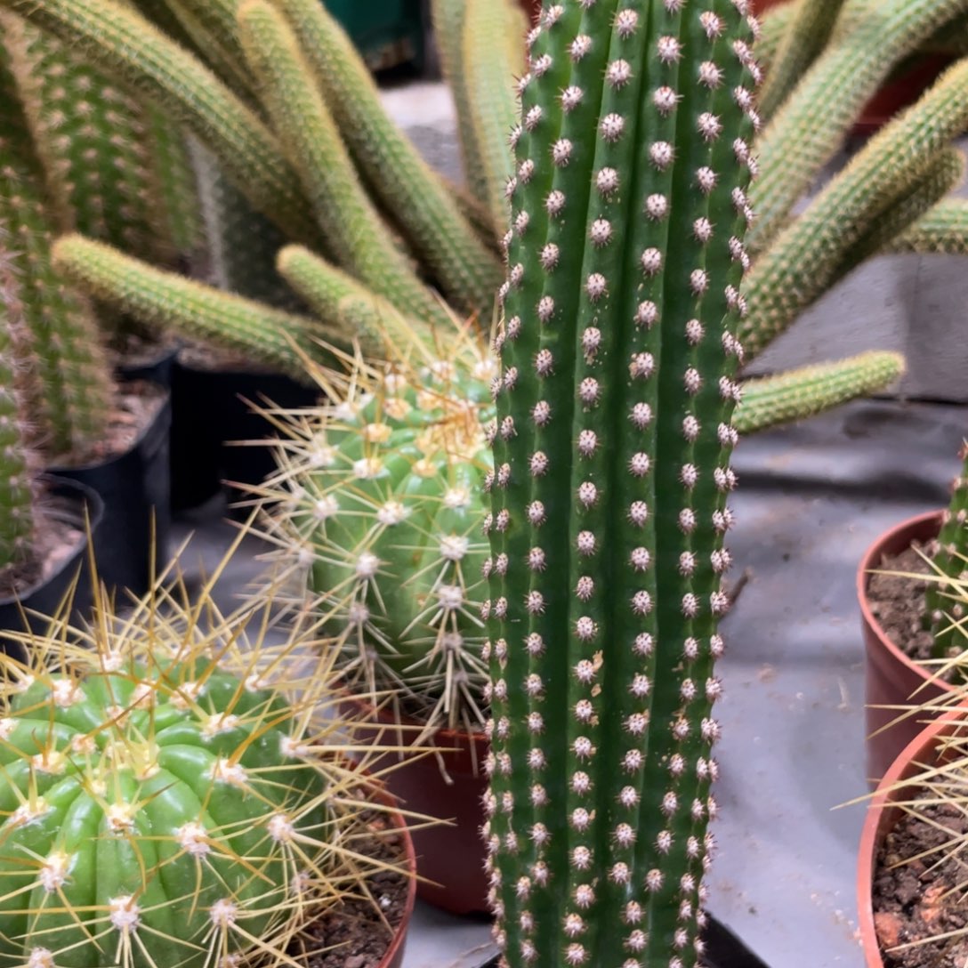 进口金妞金1自根一杯保15