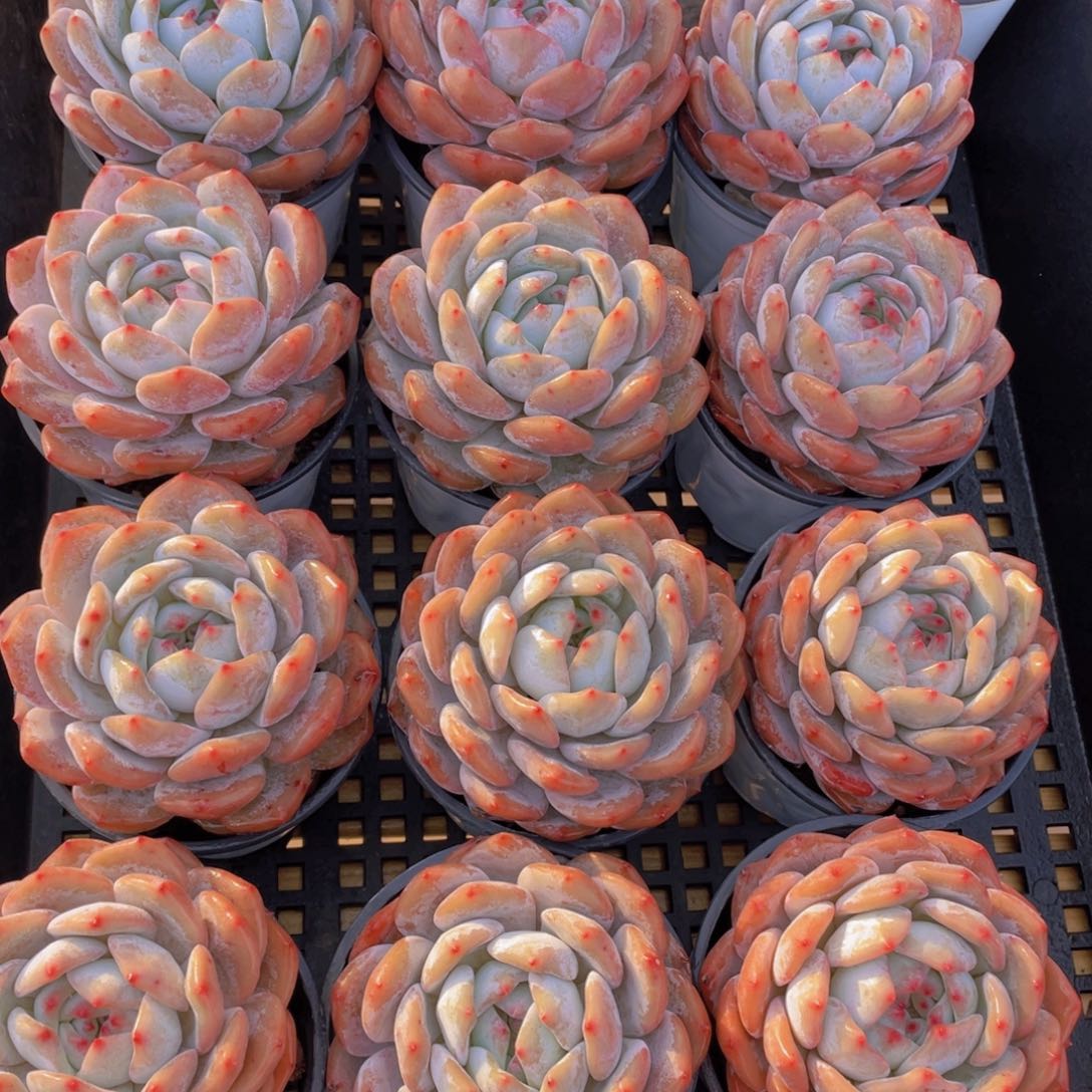 量拍72号 韩版橙梦露母本大单头一个