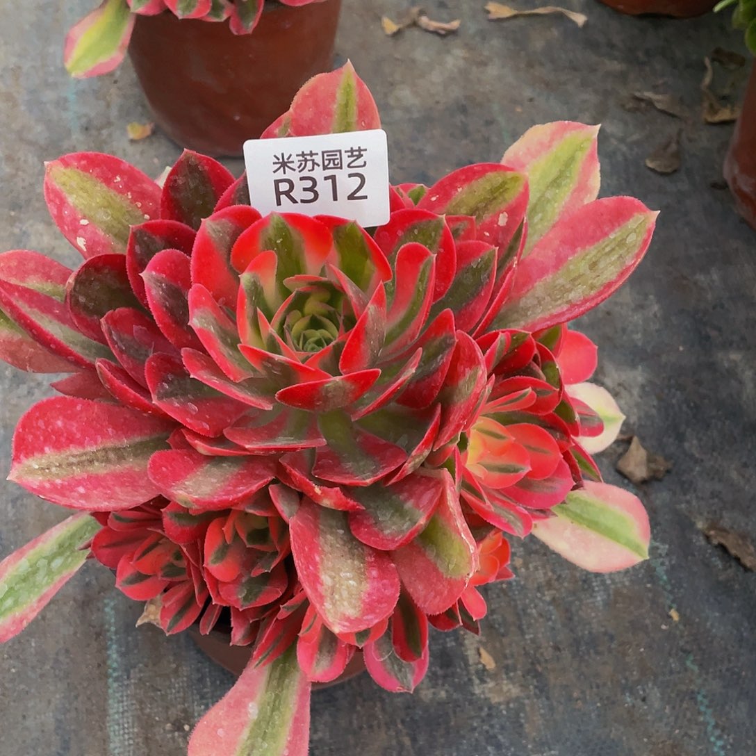 珍*312女巫多肉带盆发