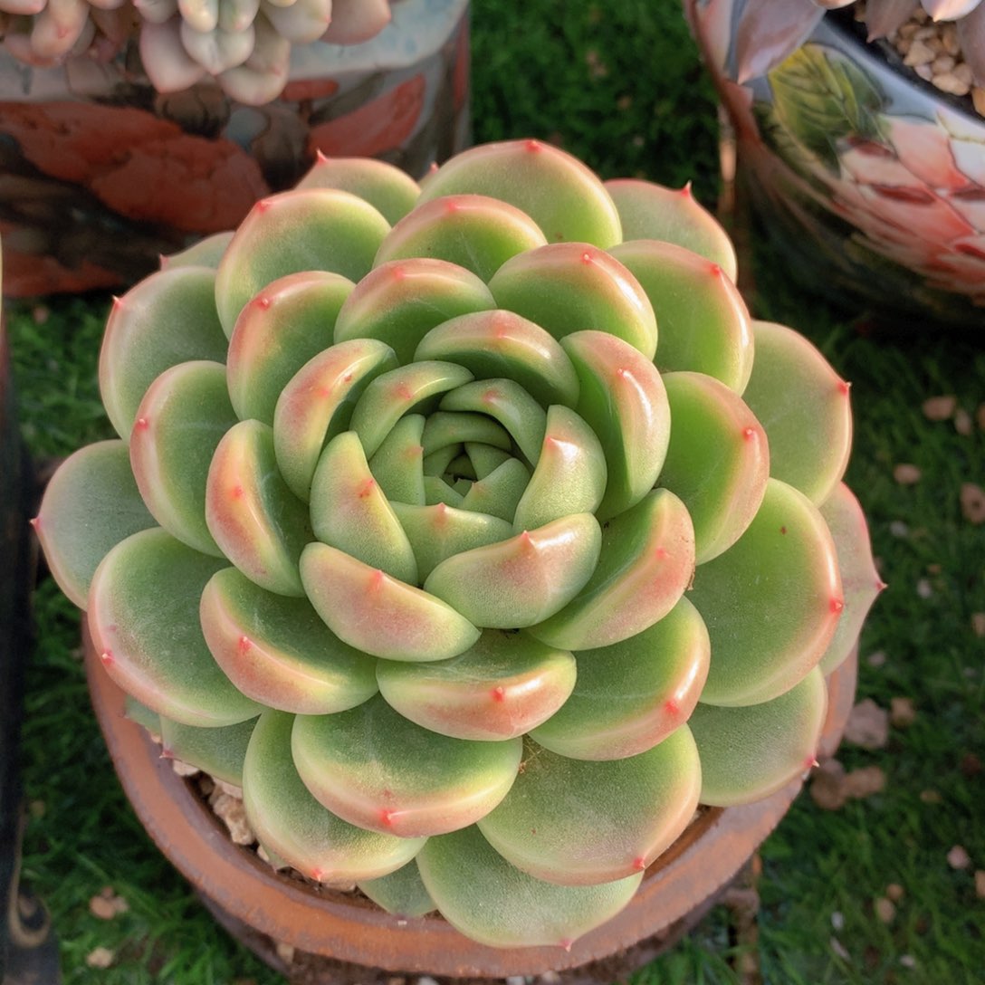 魅力珍妮12 公分一物一拍