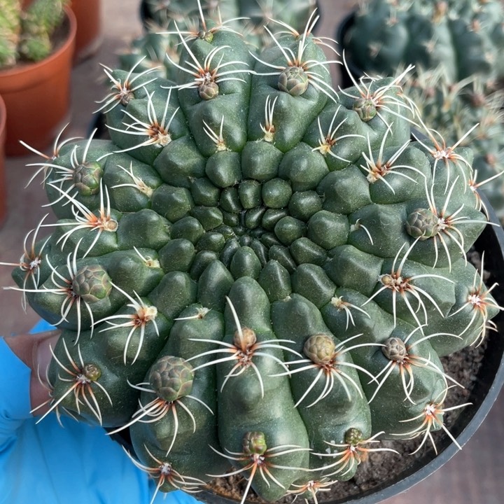 998精选实生超大绯花玉