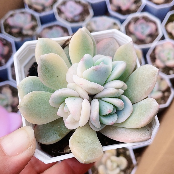 星影锦38888888888888