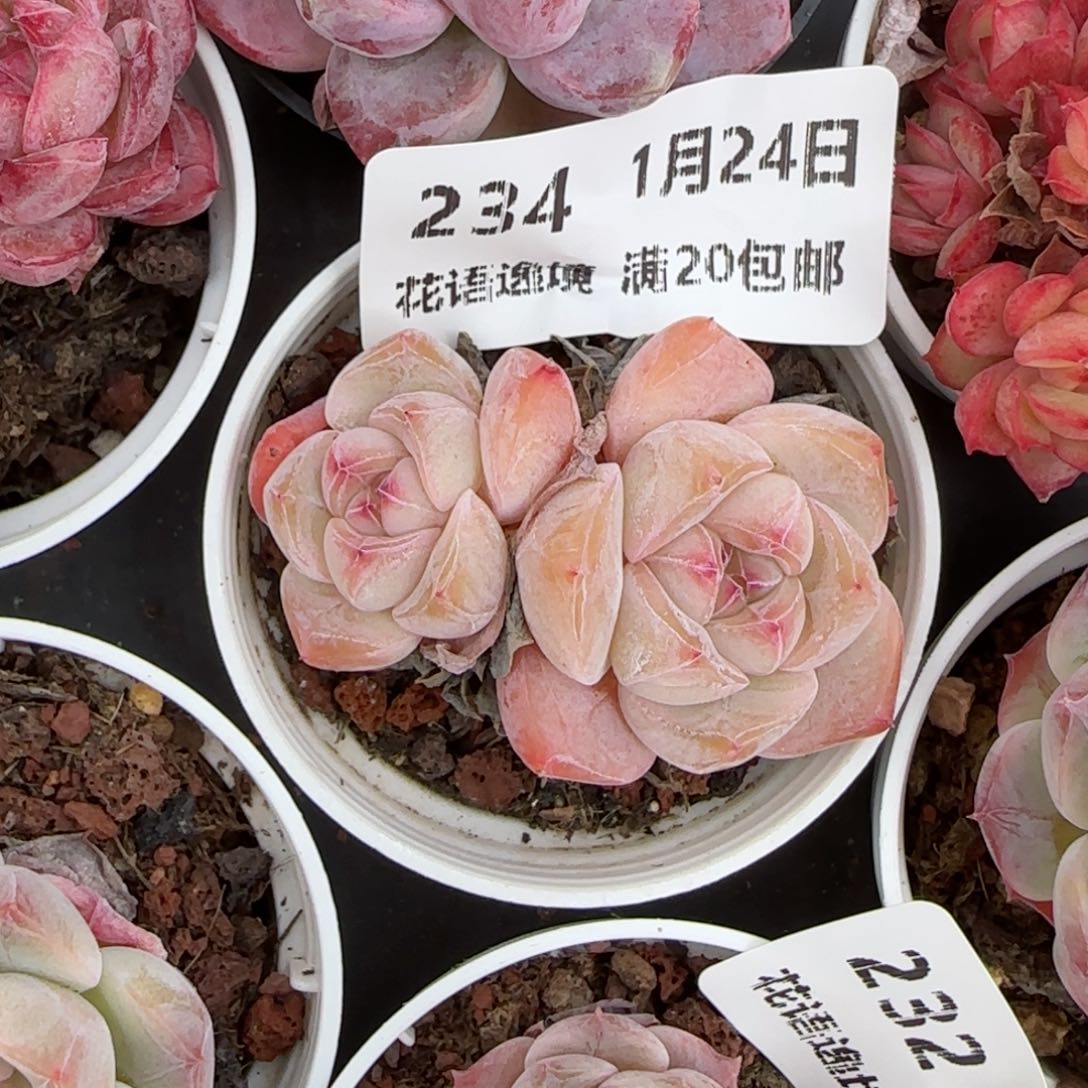 花语逸境0124-234