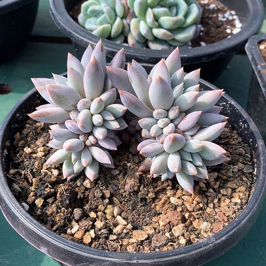 自然群哥特，11头，123456794