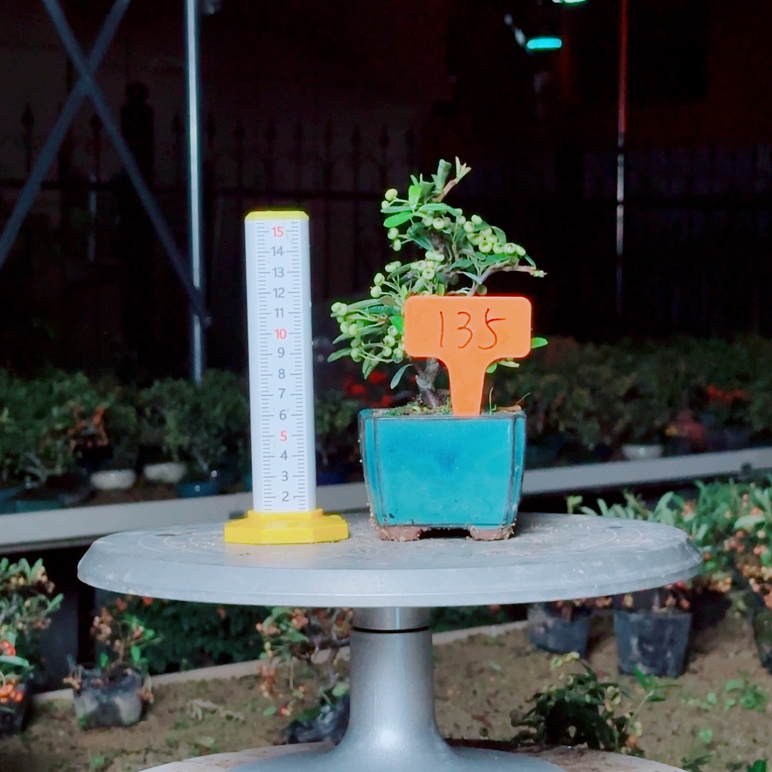 龙***程无花朵火棘吉祥果小盆景