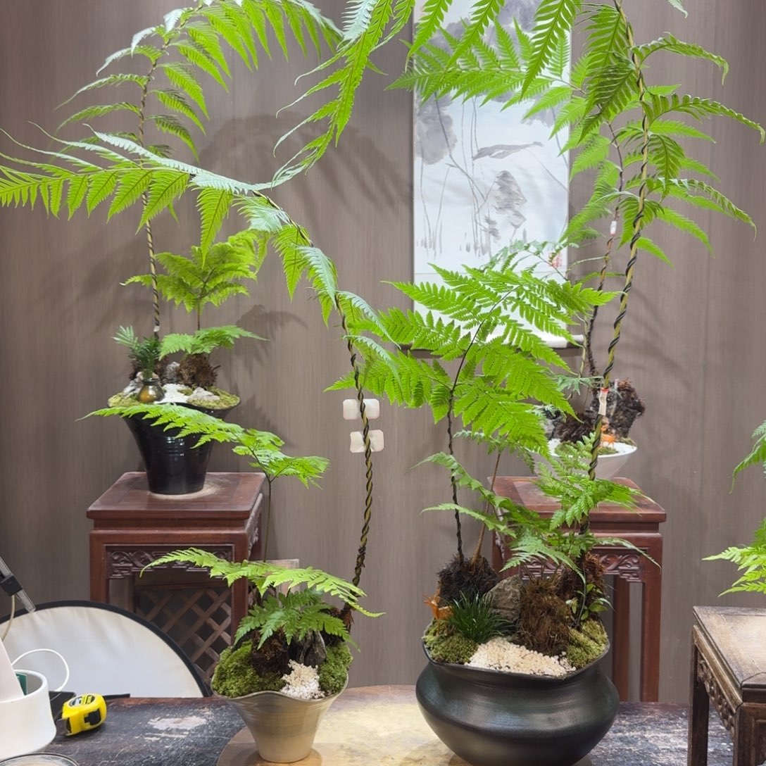 ぅ***。无花朵蕨类植物一物一拍