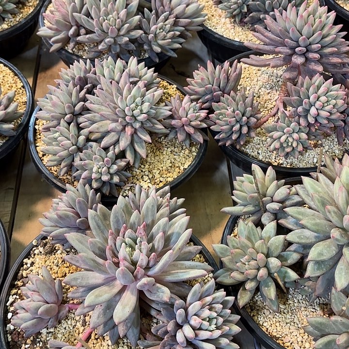 红蜻蜓群生整装多肉
