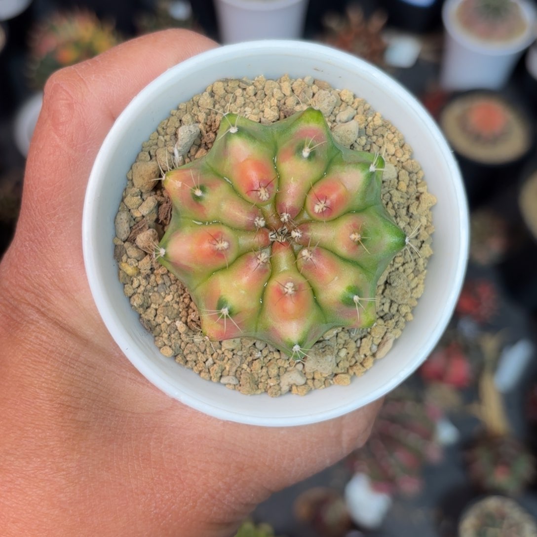 泰系米哈粉色菠萝仙人球53