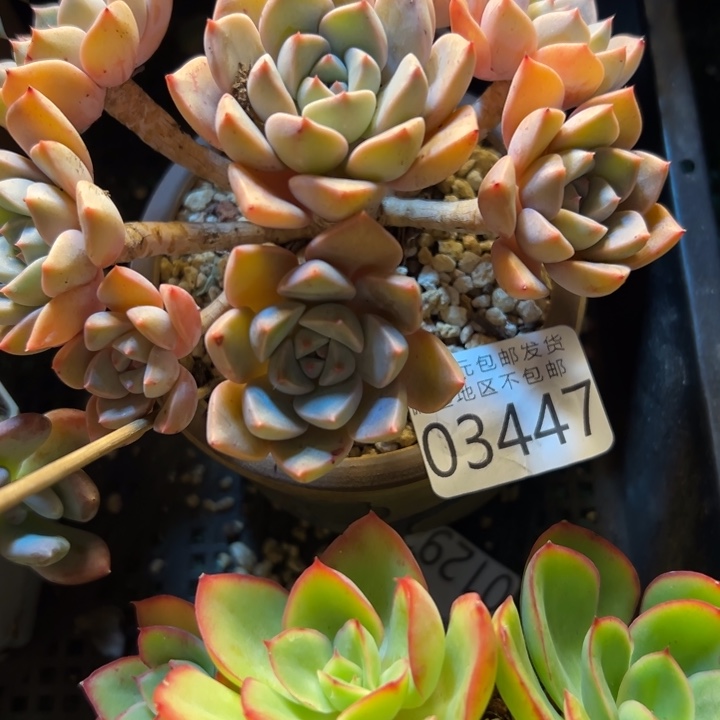 妙***言幸运的是我还没遇到过