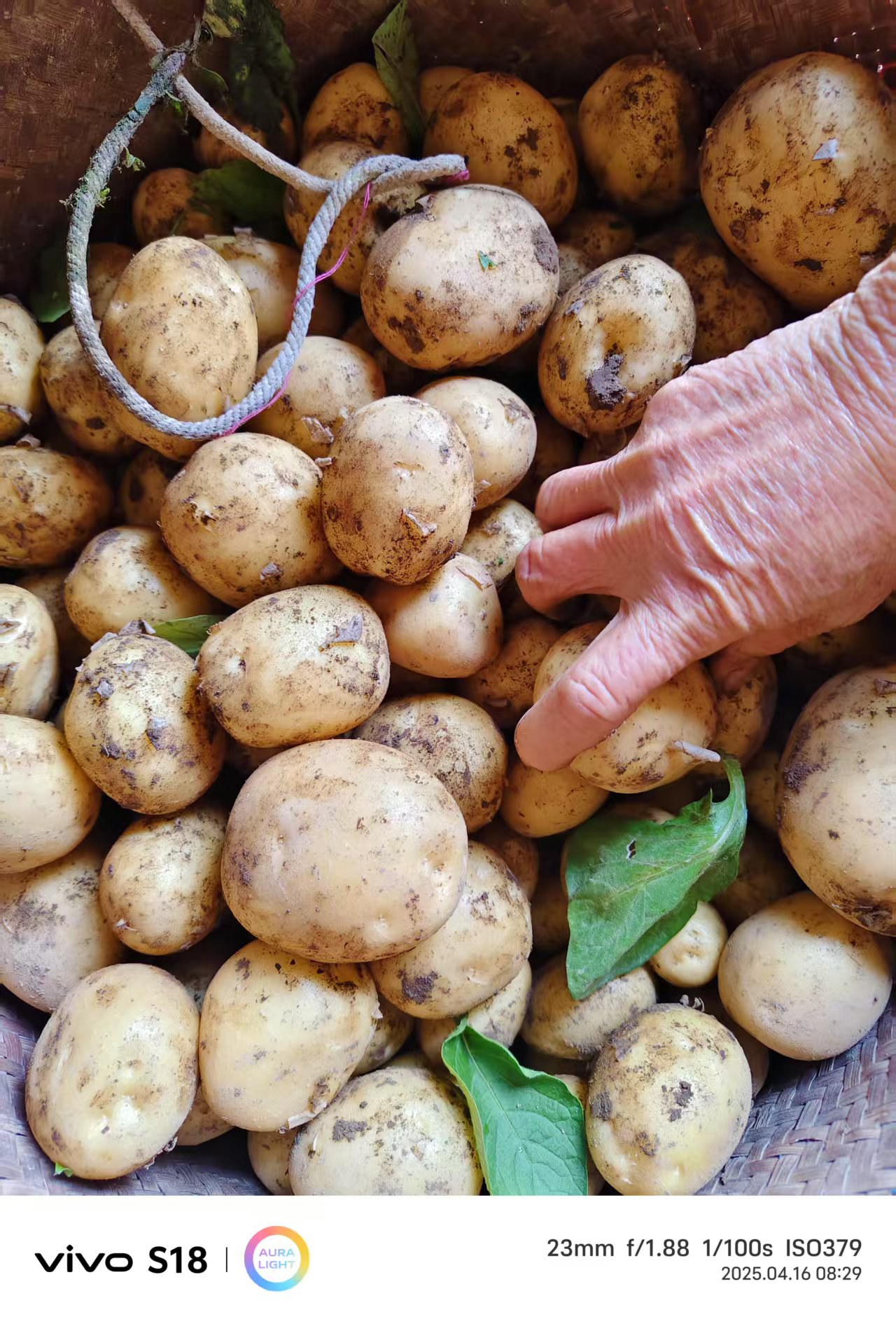 仙居农家自种现挖应季黄心土豆