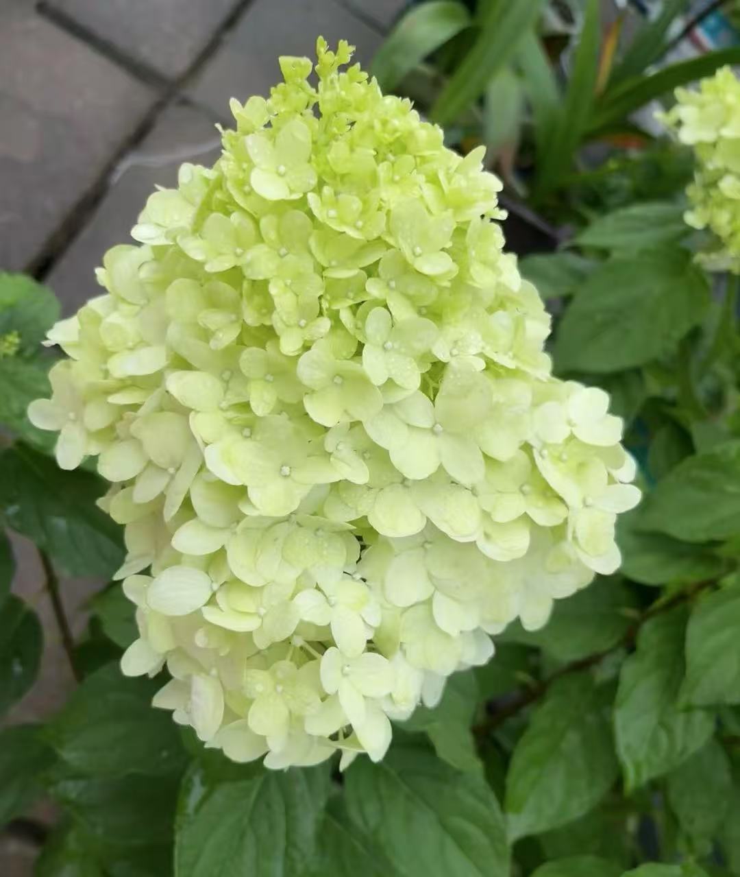 北极熊圆锥绣球花苗香草草莓系列大花型庭院花园绿植耐寒耐晒好养