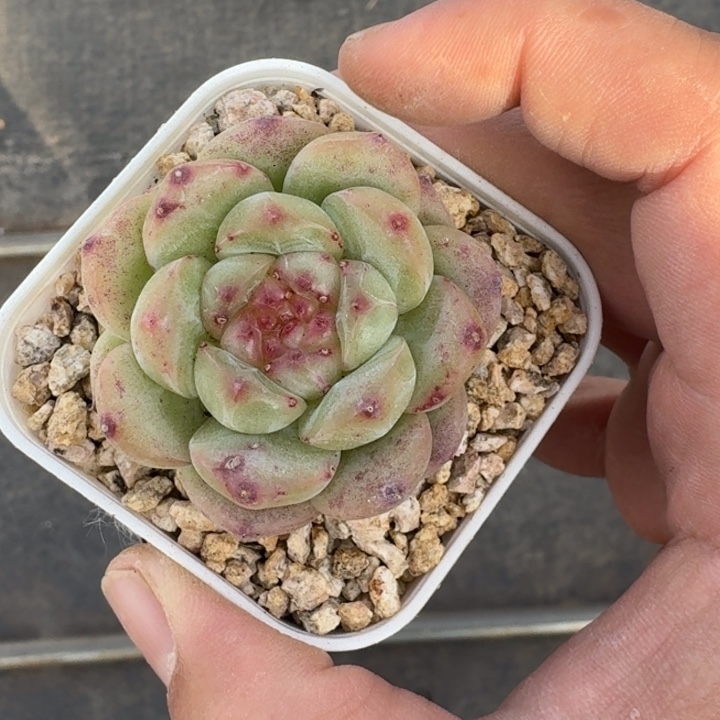 糖心杂交 一物一拍