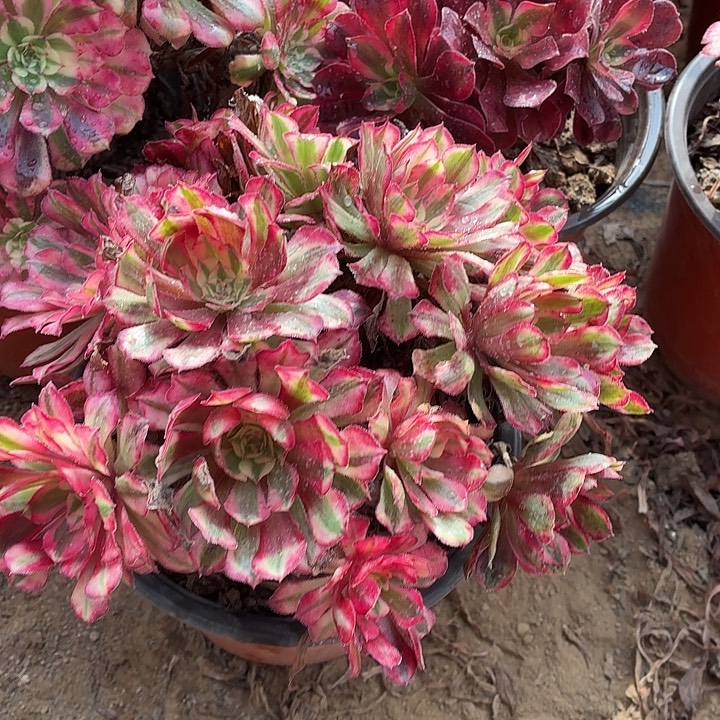 红铜白绣球一棵脱土发货