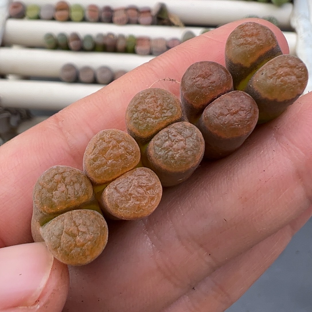 1.1好看的多肉脱土发货116