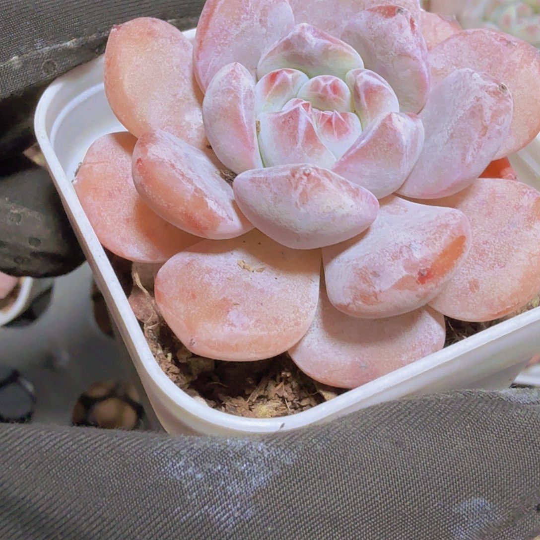 精品奶盖多肉植物