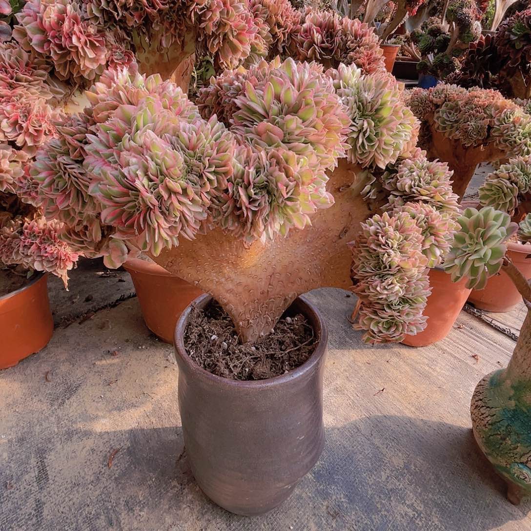 【闪购商品】无花朵倾城