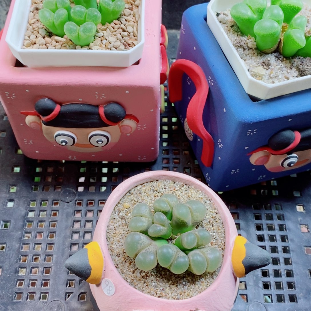 鲸***喜生石花花花花花花花138