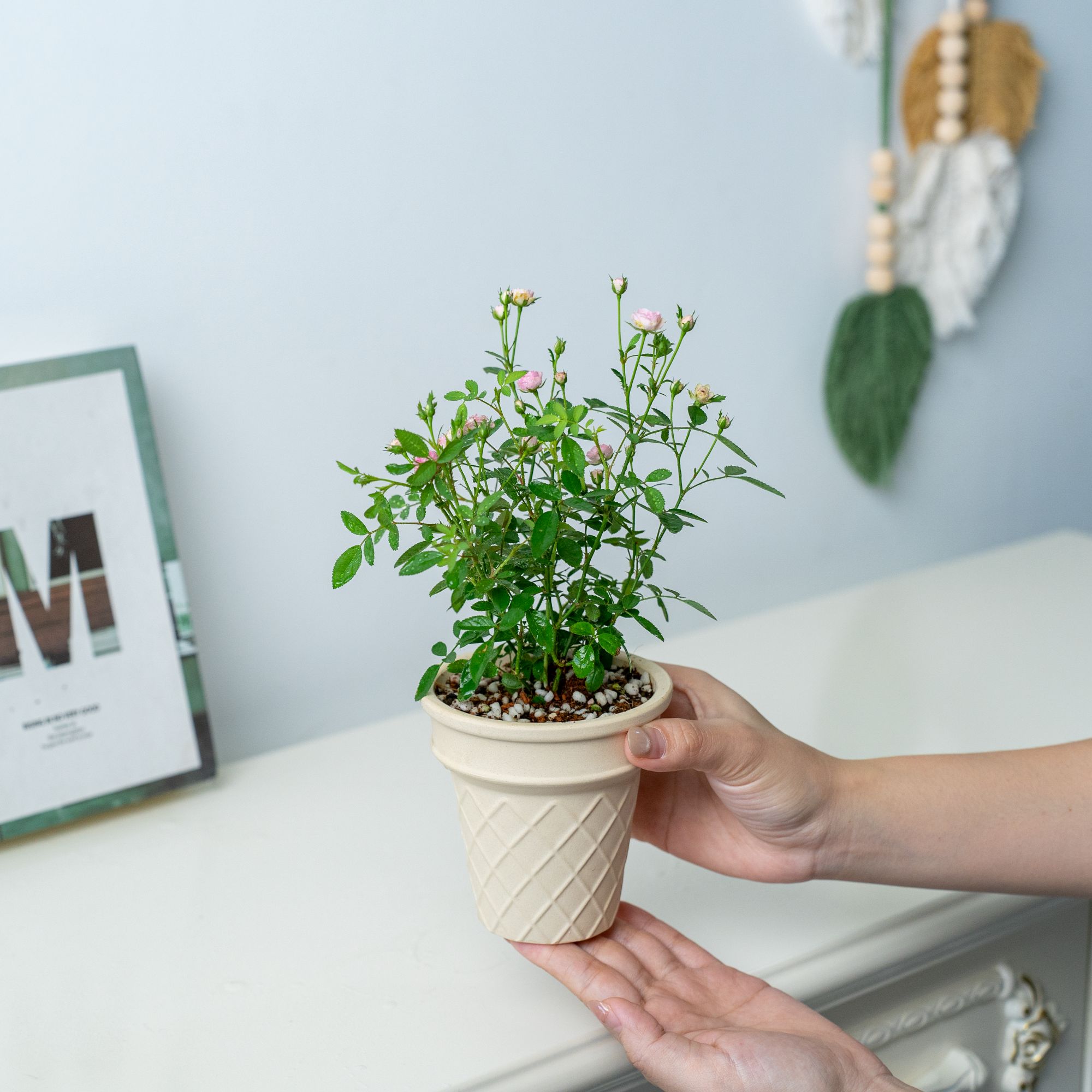 高档桌面月季冰淇凌盆微小桌面盆栽茶宠绿植花卉开花好看