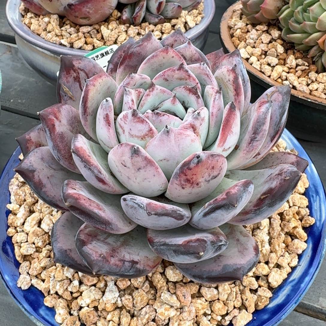 从前慢多肉精选编号0216.244