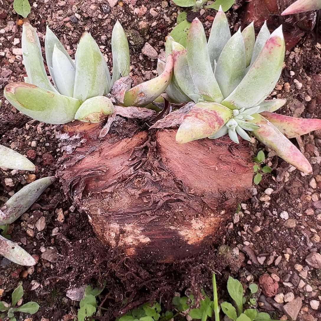 7799海瑟拇指仙女杯