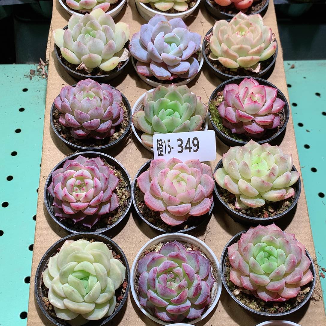 15-349一物一拍带盆18颗