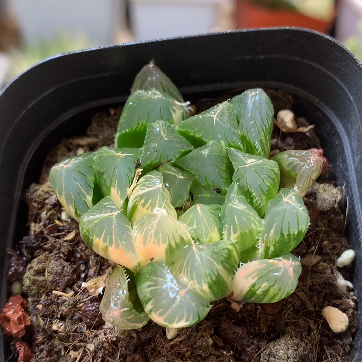 夏沫玉露锦带盆土