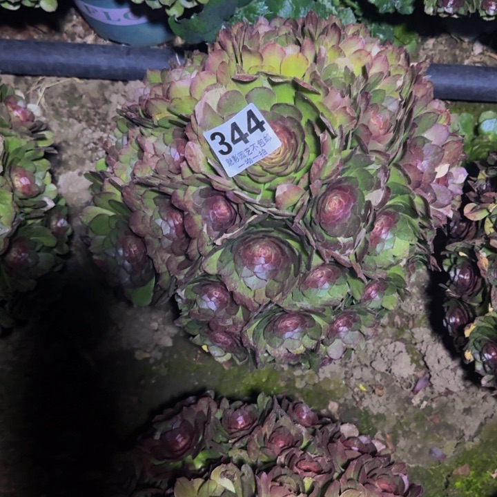 万圣节花29-53包邮花花