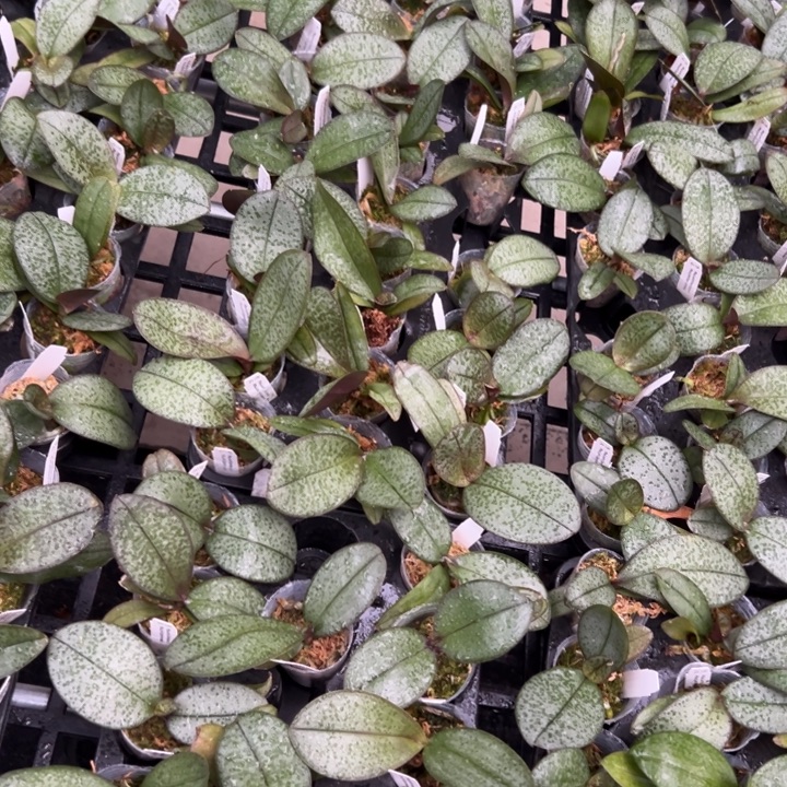 不开花植物西X菲1.7