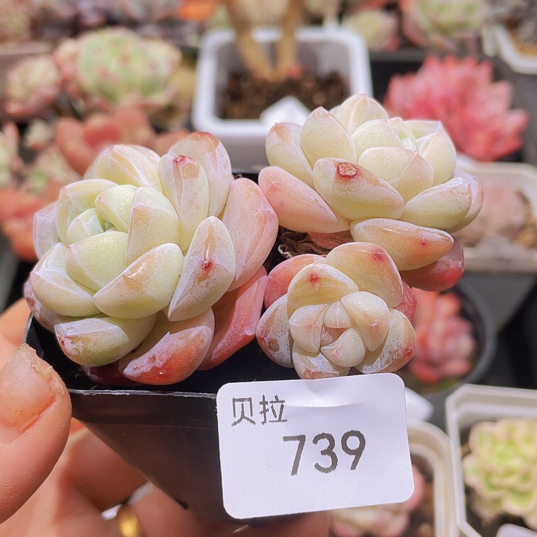739 精品多肉一物一拍