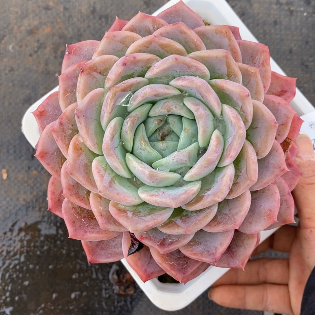 7718杂交多肉老桩