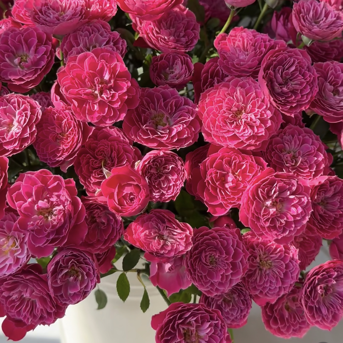 多头玫瑰-禾锦玛丽奥塔10支！三件顺丰空运20%不售后