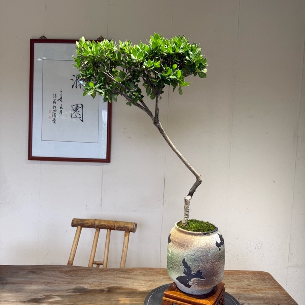 海岛栀子花绿植盆景盆栽适合庭院造景清新美观