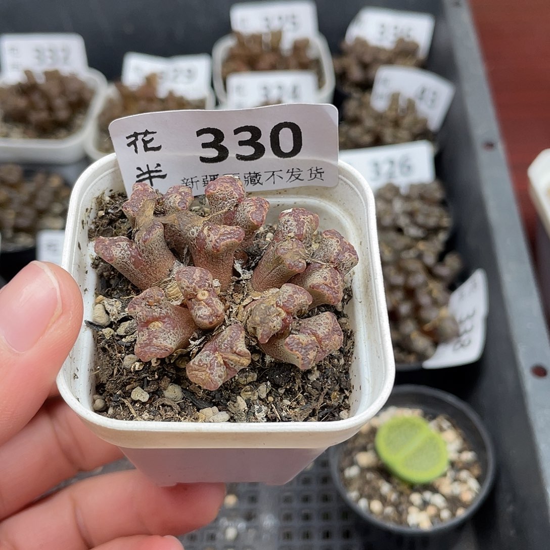 3300000花花花花花花