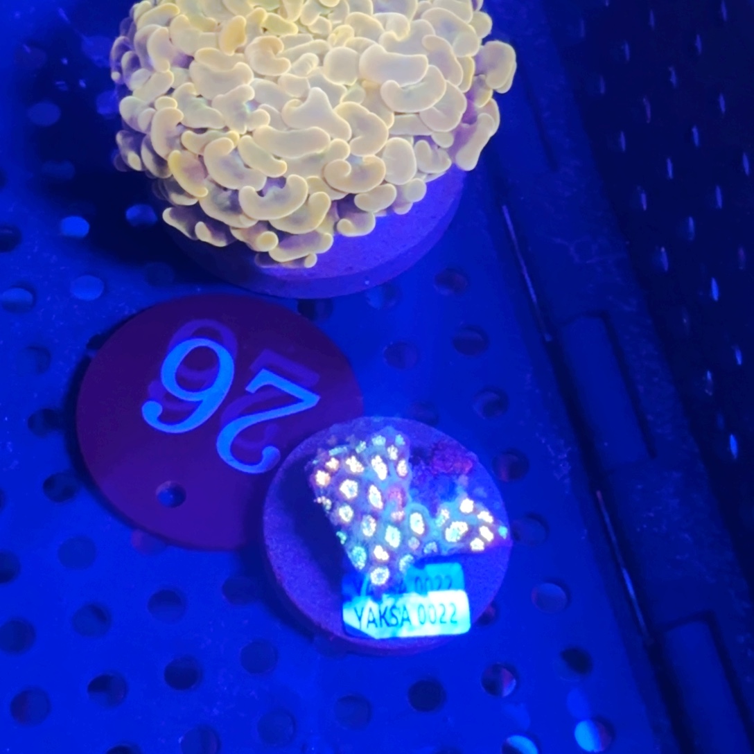 纽扣珊瑚血月猪腰+花花